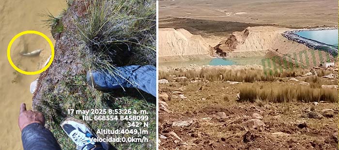 Recogen muestras para determinar contaminación por colapso de pozo de relaves de planta María Mercedes